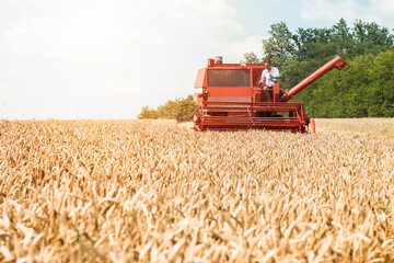 Plakat Red harvester working in the wheat field in the summer.