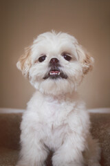 White puppy art photo session