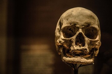Craneo humano