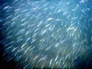 Costa Rica Pacific sea life