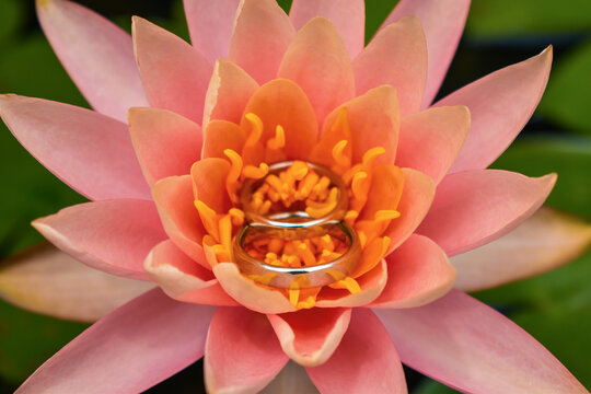 Flor de loto con anillos 