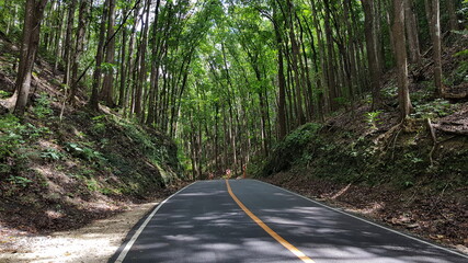 road in the forest