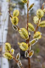A branch of blossoming willow and lake