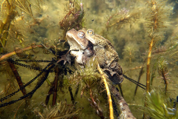 Erdkröten-Paar (Bufo bufo) beim Ablaichen im Gartenteich