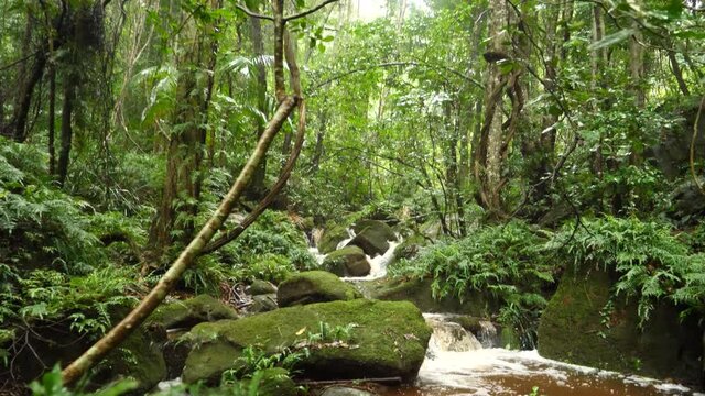 Rain forest jungle fresh water wilderness natural ecosystem environment