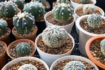 A sselective focus  of center image in houseplant background.,Various Types of cactus in plaastic pot top view use for background.