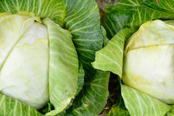A clouseup of a fresh raw cabbage