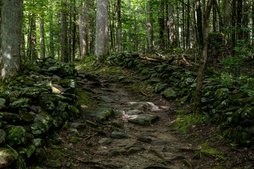 Rocky Trail Through Green Forest