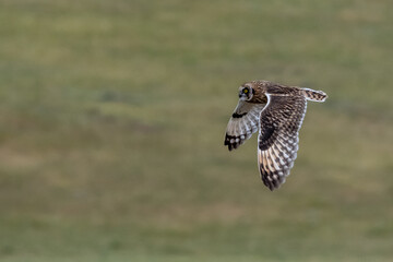 Short Eared Owl Flying