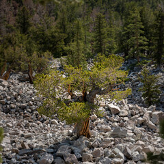Single Bristlecone Tree in Rocky Valley in Great Basin National Park
