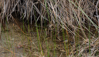 Snake Hiding in Everglades Marsh