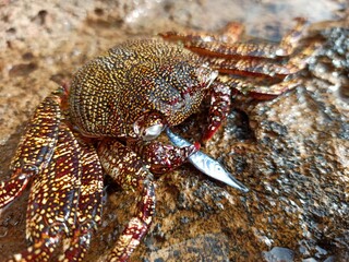 crab on the beach