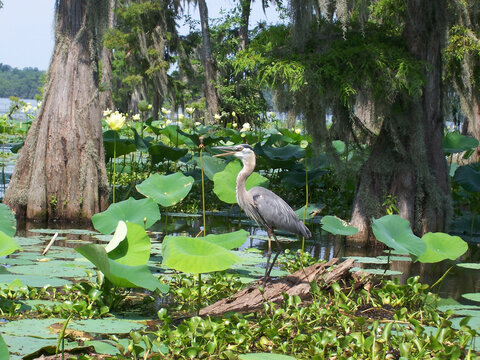 Heron Louisiana swamp