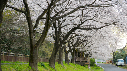 満開の桜