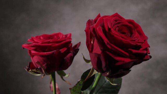 Beautiful background - Red Roses in close-up view - studio photography