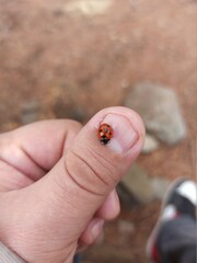 ladybird on finger