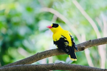  Image of a beautiful bird