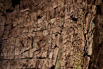 Closeup of old tree bark texture