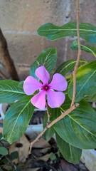 flor morada