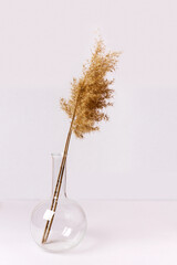 A branch of a common reed in a glass flask. White background. Natural backdrop. - obrazy, fototapety, plakaty