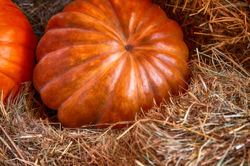 pumpkin orange ripe portion of a farm crop closeup lies in a straw