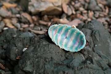 shell on the beach