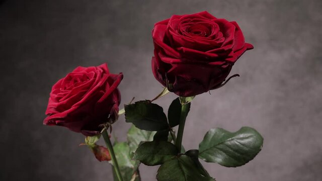 Beautiful red roses in close-up view - studio photography