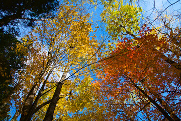 Low angle view of the maple trees in the forest