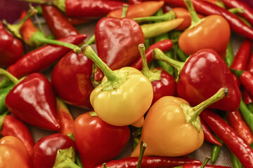 pair of yellow round hot peppers on the background of long red chili pods seasoning