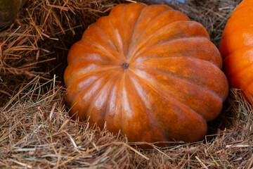 bright orange pumpkin lies on a hay closeup autumn symbol a whole vegetable