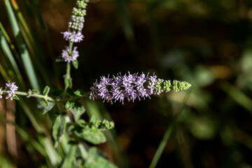 Wild, mint (Mentha longifolia) grows in the mountains