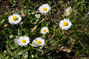 A group of daisies (Bellis perennis) © Anne Czichos