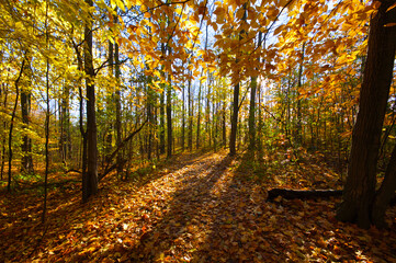 Yellow oak tree leaves with a lens-flare in the forest