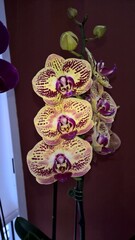 orquidea multicolor 