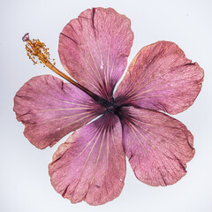 Beautiful real pressed violet hibiscus flower with stigma, stem and leaves on white background © Jessica