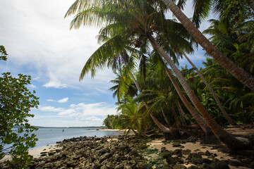 Shoreline with palm trees in Yap, Micronesia