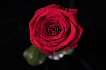 Beautiful background - Red Roses in close-up view - studio photography