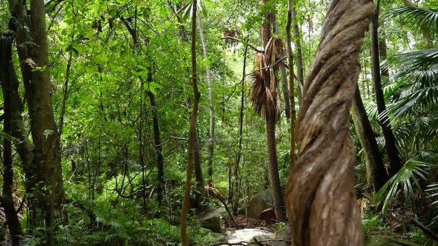 Rain forest jungle fresh water wilderness natural ecosystem environment