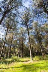 Fototapeta na wymiar Vista de un pinar de Pino piñonero (Pinus pinea). Pinares de Aznalcazar (Andalucía, España).