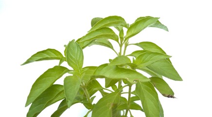 fresh basil leaves