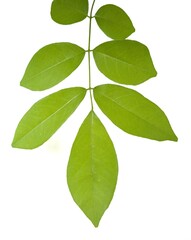 Fototapeta premium green leaves isolated on white background