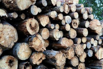 wall of sawn old birch logs background sawmill