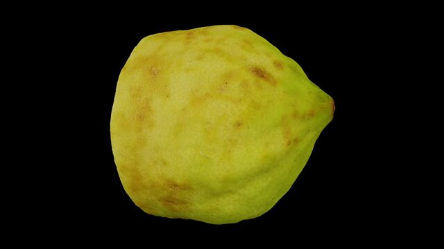 Realistic render of a rotating half Native Philippine Lemon on black background. The video is seamlessly looping, and the 3D object is scanned from a real lemon.
