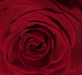 Detail view on the blossoms of red roses - studio photography