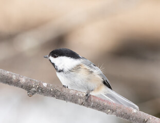 A black-capped chickadee (Poecile atricapillus) on a branch up close in spring