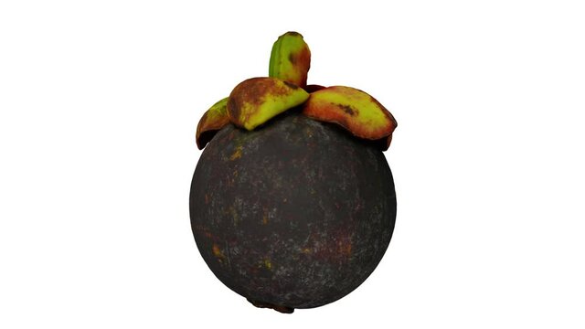 Realistic render of a spinning Mangosteen on white background. The video is seamlessly looping, and the 3D object is scanned from a real mangosteen.
