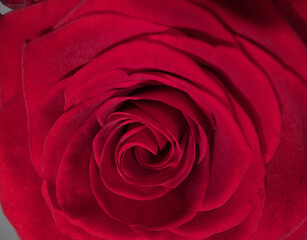 Detail view on the blossoms of red roses - studio photography
