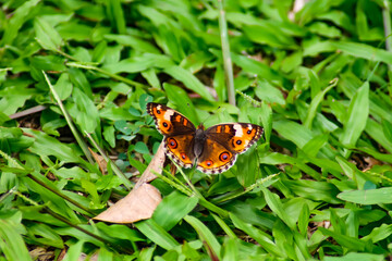 butterfly on a flower