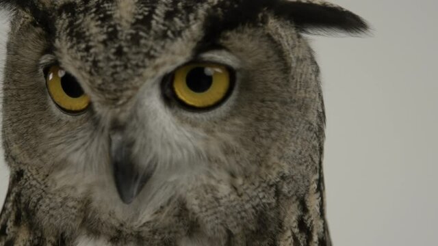 Eagle owl scanning for prey - white background