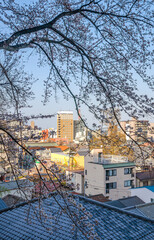 大津市の都市風景と桜